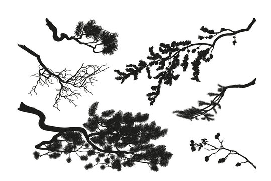 The branches of trees. Black silhouette on a white background. D