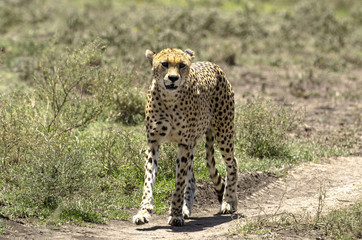 Guépard, Acinonyx jubatus, parc national du Serengeti, Tanzanie