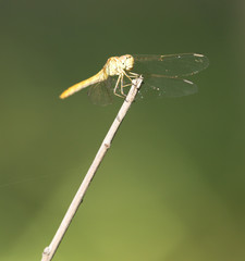 dragonfly in nature