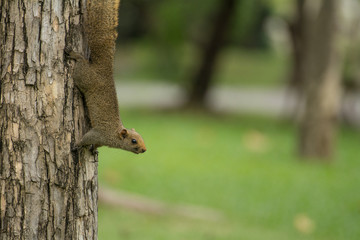 Curious red squirrel siting on tree  (green background)