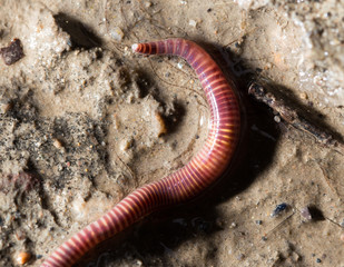 red worm on the ground. macro