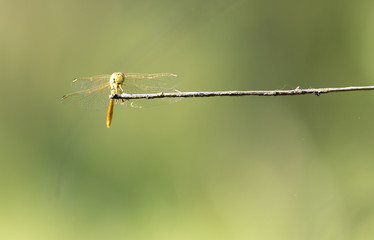 dragonfly in nature
