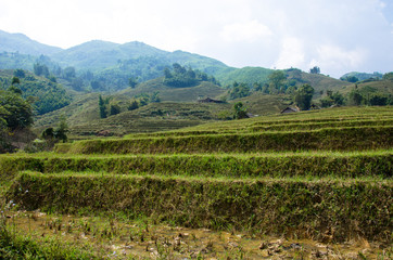 Fototapeta na wymiar rizières en terrasse - Sa Pa - Vietnam