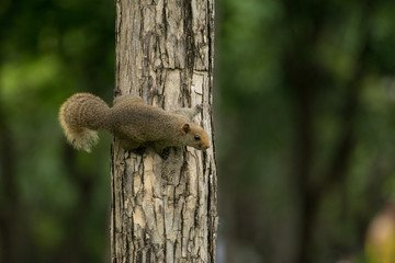 Fototapeta premium Curious red squirrel siting on tree (green background)