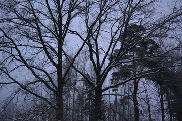 beautiful winter landscape: tree branches in the snow, nature 