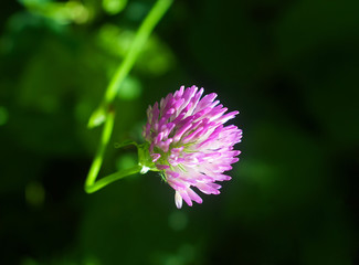 The clover flower