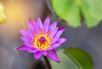 pink lotus blooming in the park