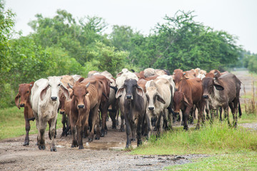 cow, ox and buffalo in the green field 