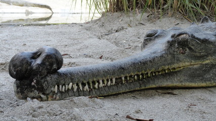The elongated, narrow snout of Gharial or fish-eating crocodile 
