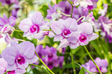 Abstract blurred background of purple orchids, Dendrobium.