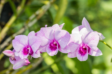 Fototapeta na wymiar Bouquet of purple orchids- Dendrobium.