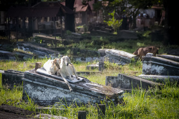 Fototapeta premium Cemetery in Surabaya