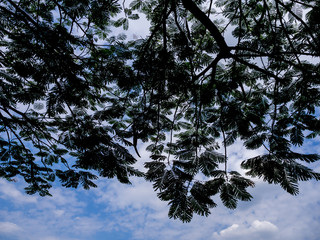 tree background silhouettes