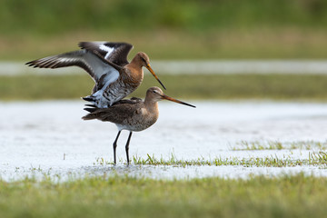 Black-tailed Godwit