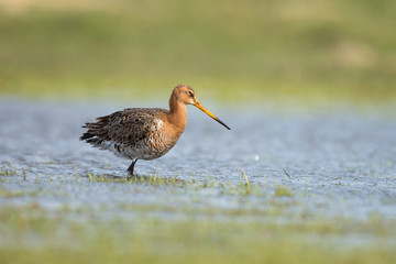 Black-tailed Godwit