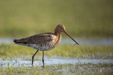 Black-tailed Godwit