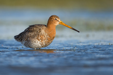 Black-tailed Godwit