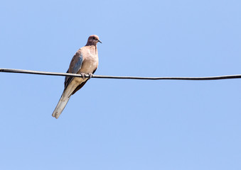 Dove on the wire against the blue sky