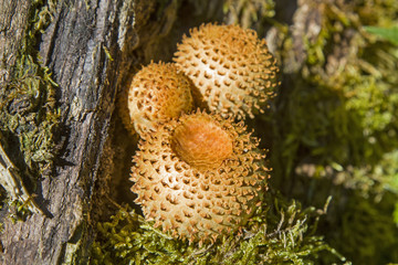 Schüpplinge auf altem Holzstamm