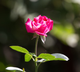 Fototapeta premium pink rose in nature