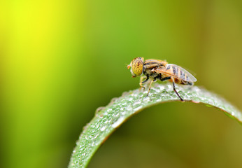 insect fly on on green leaf