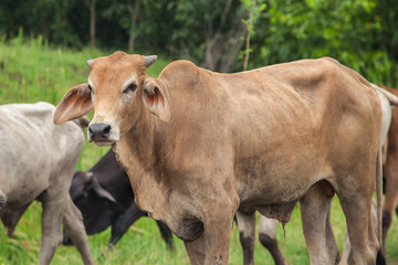 Naklejka na ściany i meble cow, ox and buffalo in the green field 