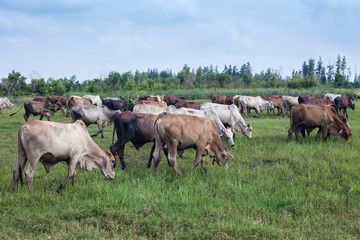 cow, ox and buffalo in the green field 