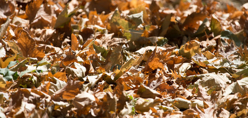 autumn leaves on the ground