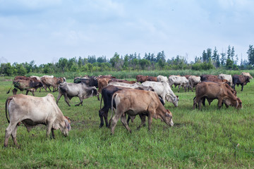 cow, ox and buffalo in the green field 