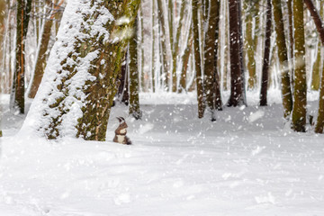 One red squirrel under tree, on white snow in park, snowfall, winter season.