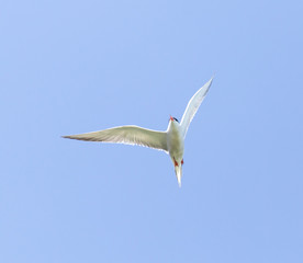 seagull on a background of blue sky