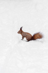 One red squirrel on the white snow in winter season.