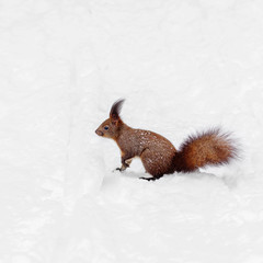 Naklejka na ściany i meble One red squirrel on the white snow in winter season.