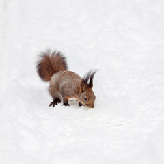 One red squirrel on the white snow in winter season.
