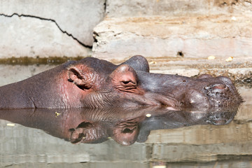 hippopotamus on the water surface