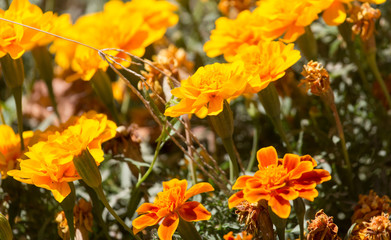 orange flower in nature