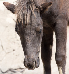 Fototapeta premium horse in zoo