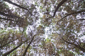 Look up in a dense pine forest