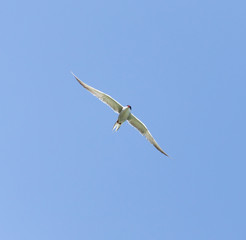 seagull on a background of blue sky