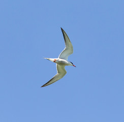 Fototapeta na wymiar seagull on a background of blue sky