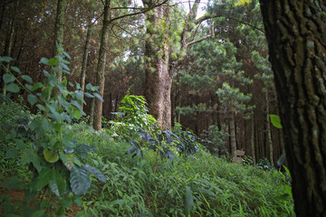 Tropical Forest Backgrounds located at Indonesia
