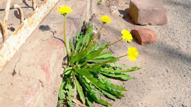 Dandellion flowers grow up through asphalt