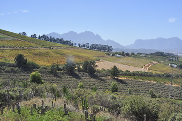 Fototapeta na wymiar B ottlery Wine Farms, Western Cape, South Africa