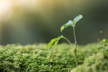young plant on moss in the forest,in the morning with sun light.