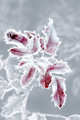Frozen leaves, leaf with ice lace - 131452986