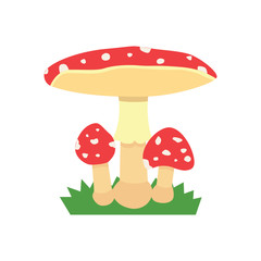 Amanita poisonous mushroom, isolated vector on white background