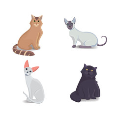 Fototapeta na wymiar Collection Cats of Different Breeds. Vector isolated cat on white background. Home animal or pets. Fanny kittens faces