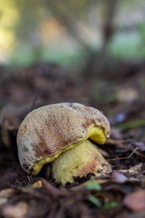 Boletus impolitus. Hemileccinum impolitum. Mushroom on the ground of a pine forest.