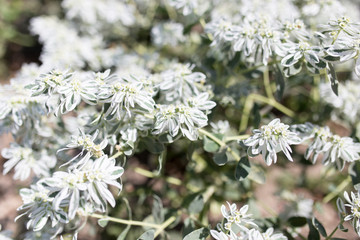 white flowers in nature