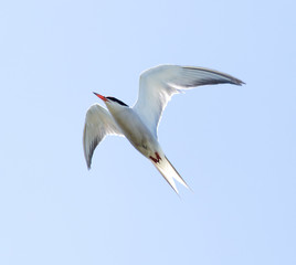 seagull on a background of blue sky
